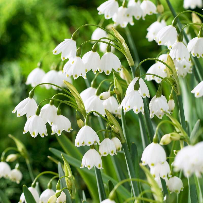 Stor Vintergæk 'Gravetye Giant'